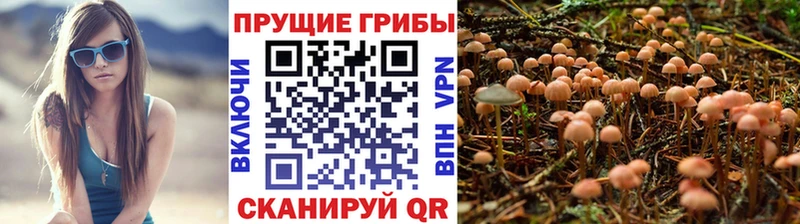магазин  наркотиков  Чебоксары  Псилоцибиновые грибы Psilocybe 